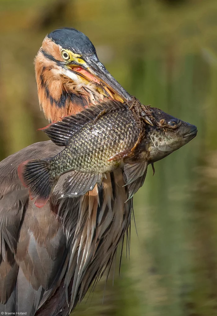 Red heron shows the Mozambican tilapia - Heron, Birds, A fish, Wild animals, wildlife, Reserves and sanctuaries, South Africa, The photo, Mining, Do you sell fish?, Tilapia, 