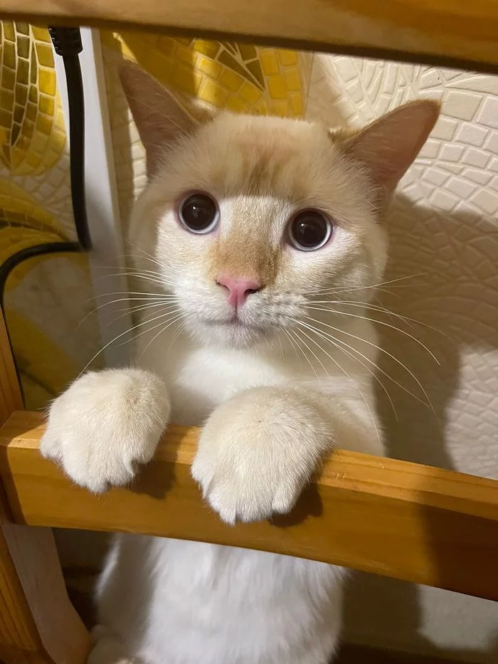 Smelled meat - Meat, cat, 