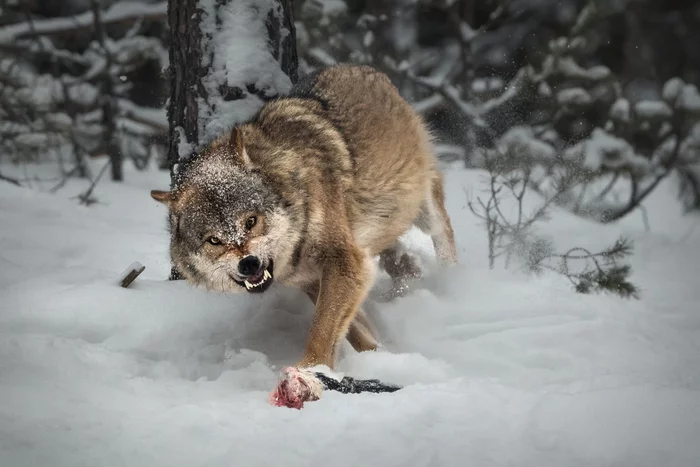 This is my prey! - , Snow, Winter, Mining, The national geographic, Republic of Belarus, The photo, wildlife, Wild animals, Predatory animals, Canines, Wolf