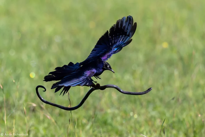 A long-tailed shiny starling carries a Brahmin blind man - Snake, Reptiles, Starling, Birds, Wild animals, wildlife, Reserves and sanctuaries, Africa, The photo, Mining, 