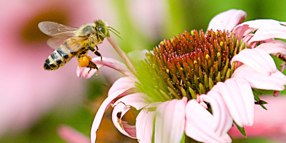 Пчелы на высадку