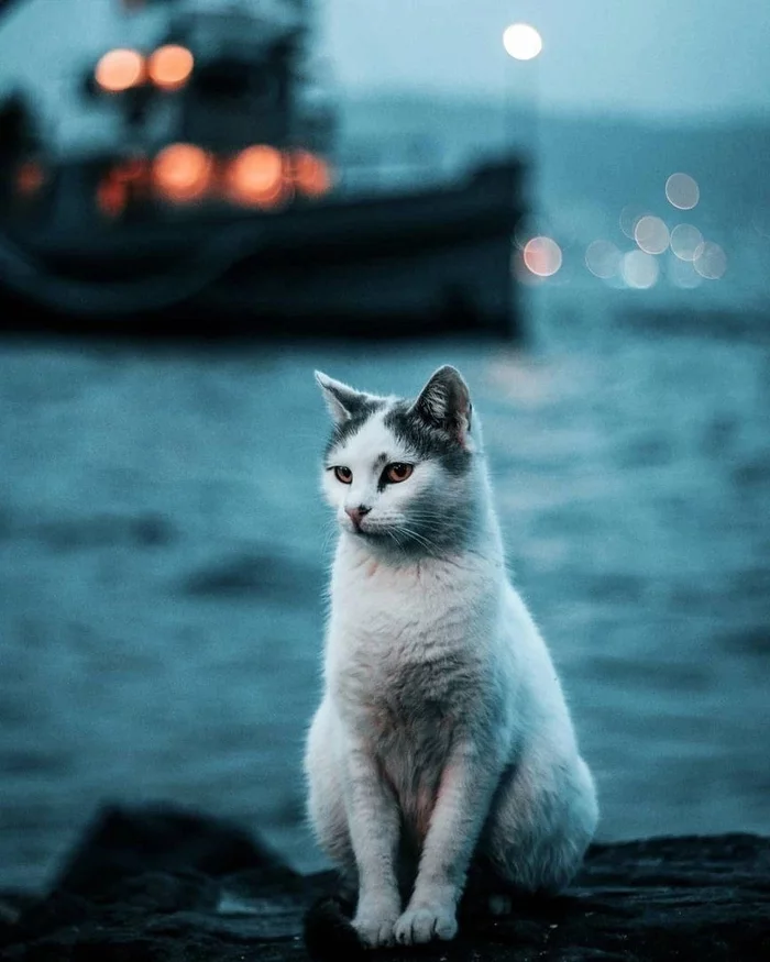 The Cat and the Sea - cat, Sea, Ship, 