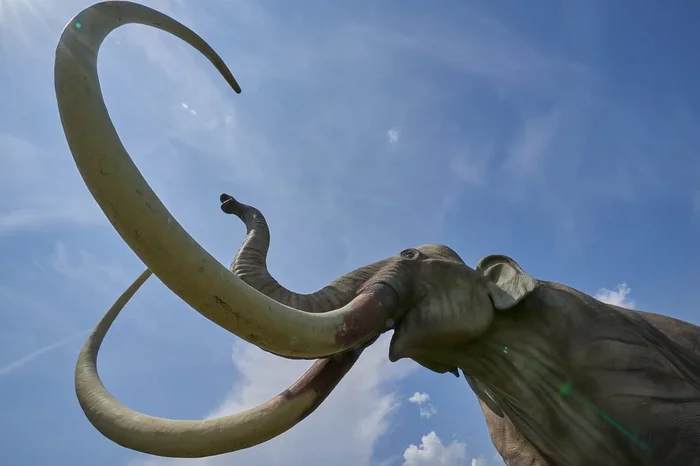 Why mammoths became extinct in Northern Eurasia - Mammoth, Extinct species, Paleontology, Scientists, Tomsk, University, Metabolism, Cause, Extinction, Pathology, Geochemistry, The national geographic, Russian newspaper, Informative, Longpost, 