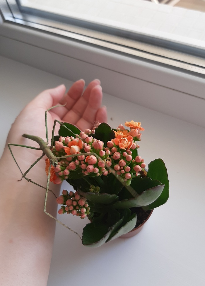 Аннамский палочник