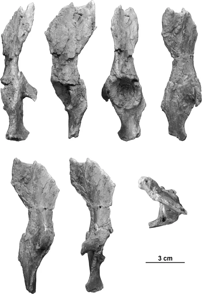 What can the pelvis of Dryopithecus tell about our ancestors? - My, The science, Nauchpop, Informative, Research, Anthropogenesis, Anthropogenesis ru, Longpost, 