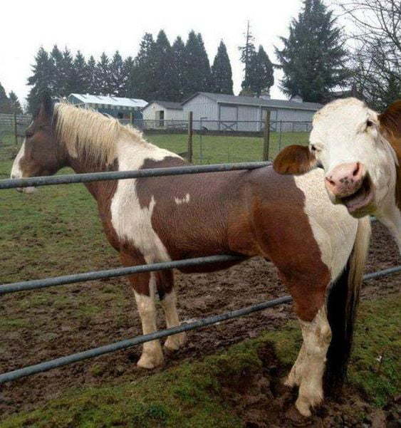 The horse is so dumb... - Horses, Bull, Positive, , Cow, Memes, Animals