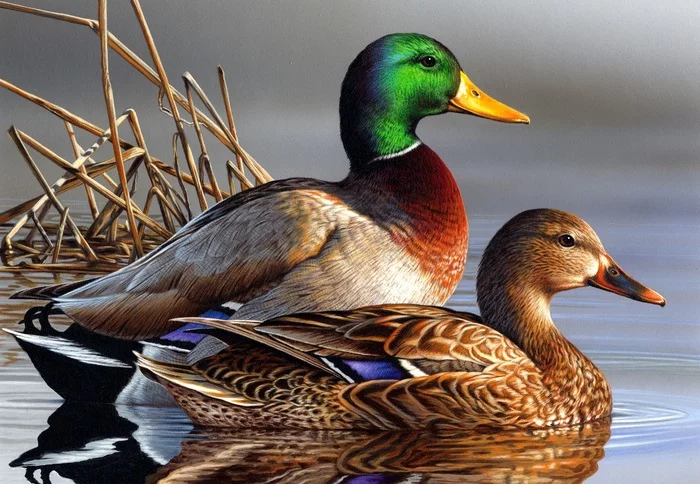 Clean Ducks - Duck, Russia, Story, Modernity, Politics, 