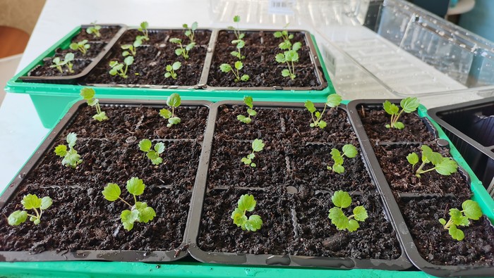 Рассада земляники из семян. Делюсь опытом!