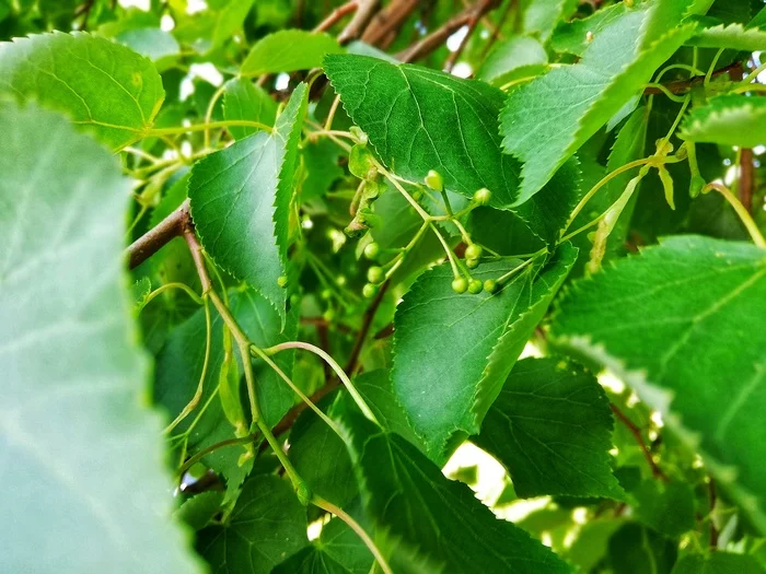 Summer is coming... - My, Nature, Naberezhnye Chelny, Huawei p20 lite, Snapseed