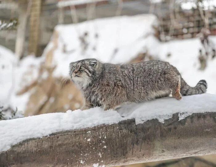 Well, where is the man... with kind hands - Fluffy, Cat family, Wild animals, Rare view, Predatory animals, Small cats, Pallas' cat, Pet the cat, Japan, Yokohama, Yokohama, Zoo, Winter, Snow, Red Book, Longpost, 