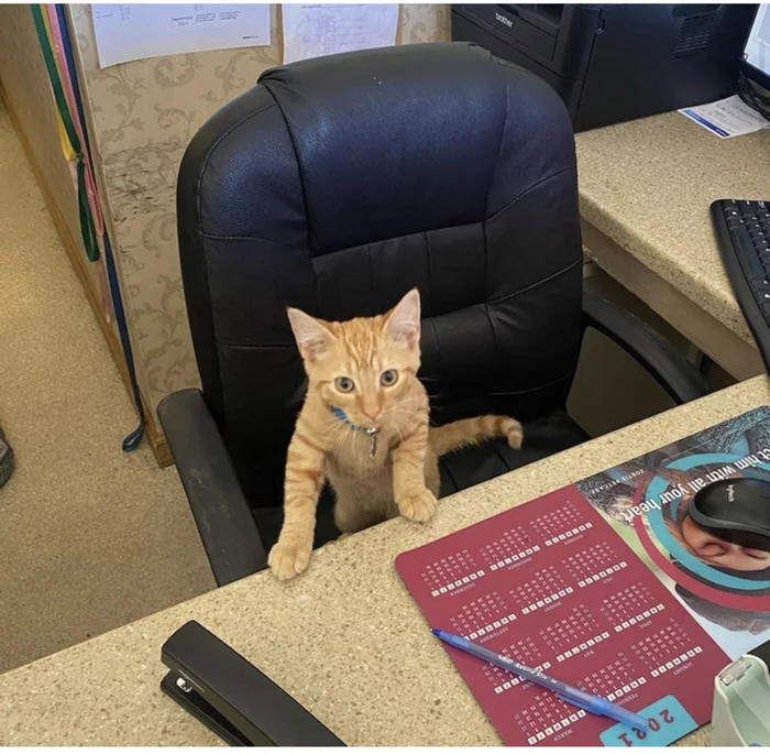 Who do you need? - cat, Office, 