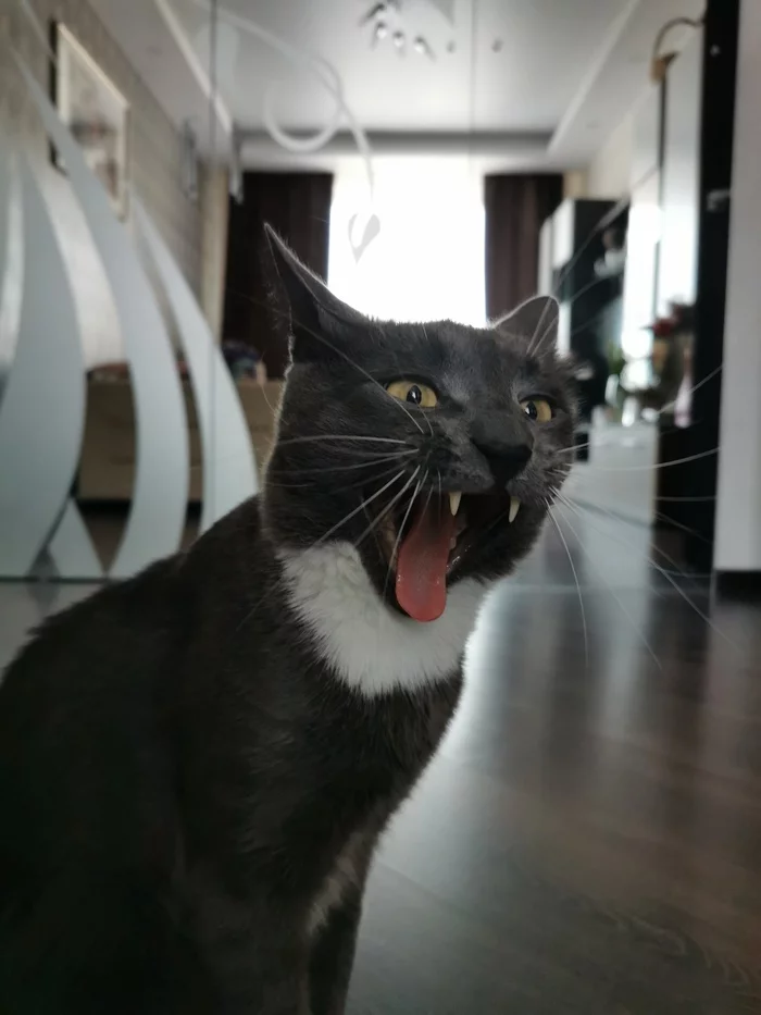 Yawned - My, cat, Yawn, To fall, Teeth, Longpost, 