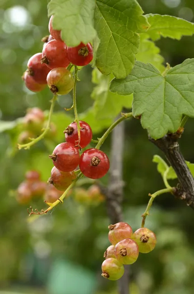 ������� ������ ���������