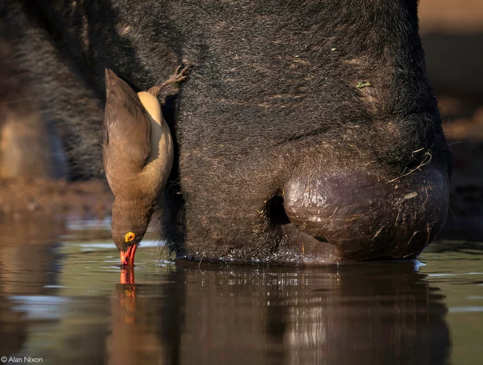 Settled down comfortably - Starling, Birds, African buffalo, Artiodactyls, Wild animals, wildlife, Reserves and sanctuaries, South Africa, The photo, Waterhole, 