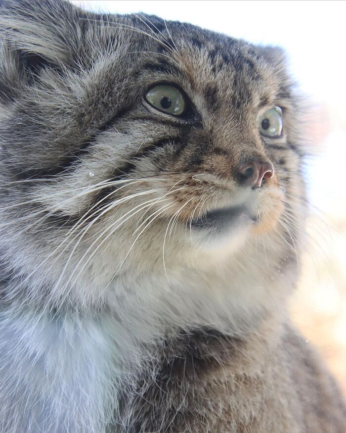 Portrait of Manul - Pallas' cat, Small cats, Cat family, Wild animals, Predatory animals, Pet the cat, Rare view, Red Book, Fluffy, Zoo, Japan, 