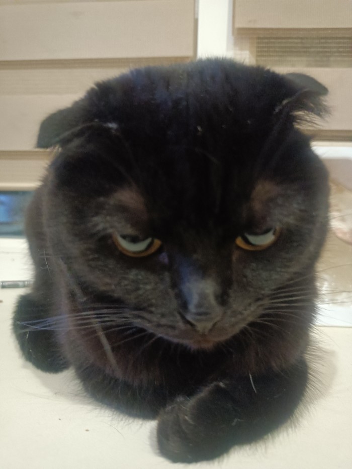 Не показал кота-не пикабушники