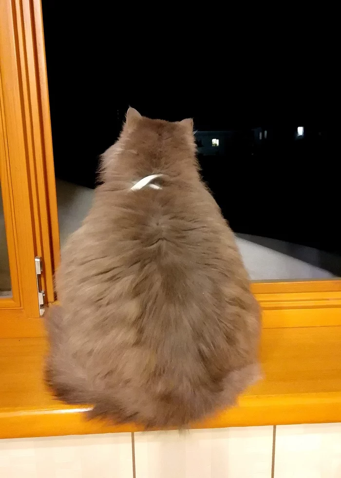 Fluffy bone - My, cat, Window, Pensiveness, Fluffy, 