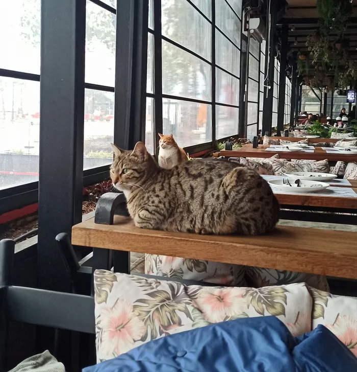 Nothing out of the ordinary, just a little cat sitting on a big one - My, cat, A restaurant