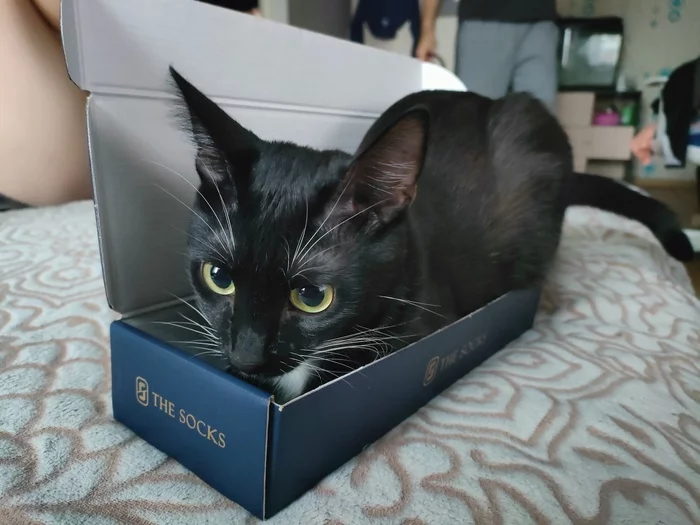 A good box was, well... - My, cat, Ate, Longpost, 