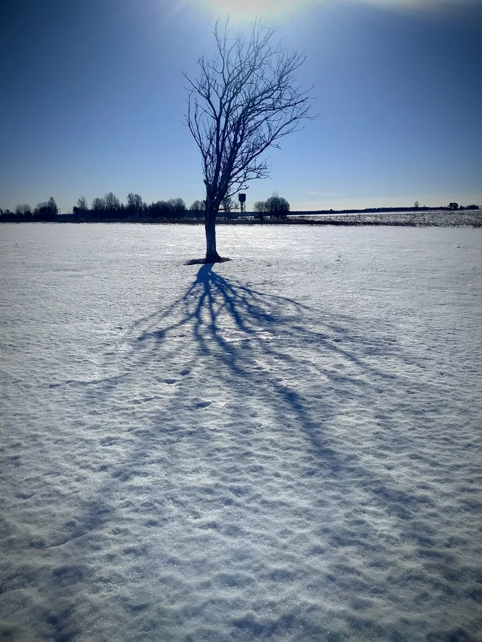 Lonely tree - My, The photo, Nature, Winter, The sun, Mobile photography, Longpost, 