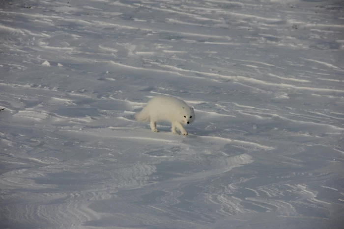 Fauna of the Taimyr tundra - North, Taimyr, Animals, Cold, 