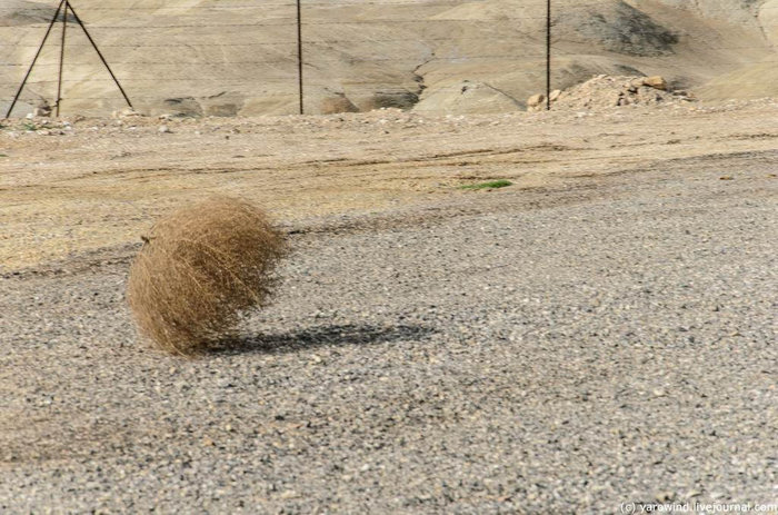 Лента когда забанил политику и котов