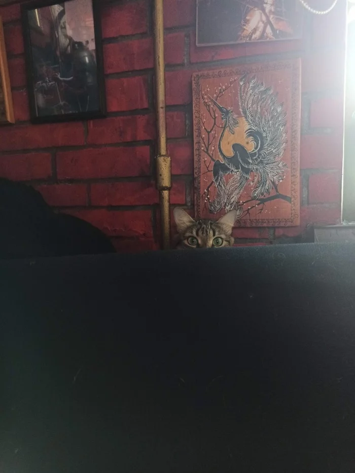 I seem to be being watched. - My, Kai Yara, cat