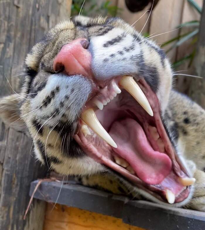 Teeth) - Clouded leopard, Big cats, Cat family, Wild animals, Wild cat center, Predatory animals, Species conservation, Rare view, 