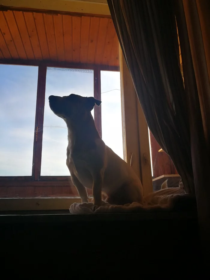 Sunny Dog - My, Jack Russell Terrier, Dog, Sunny, Window, Pets