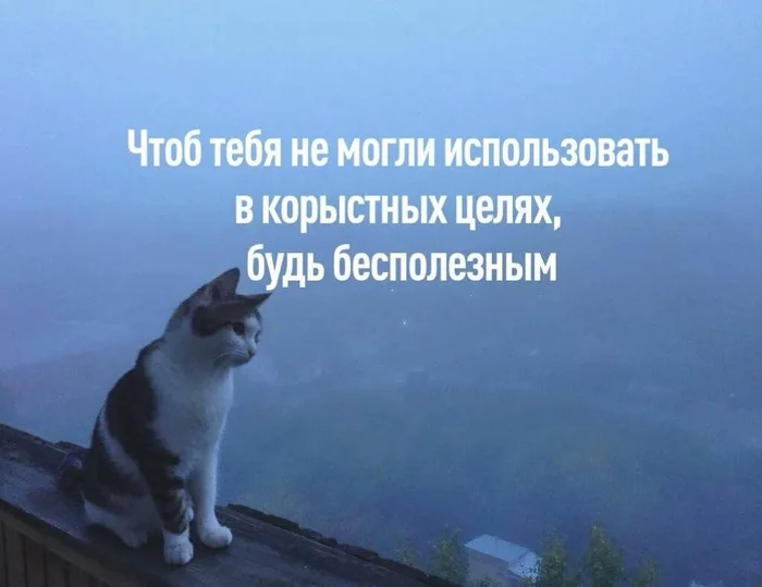 Я полностью согласная - Кот, Картинка с текстом, Ну и ладно, Потому что гладиолус, 