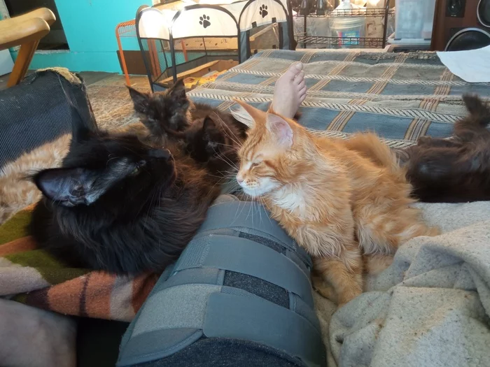 Cat therapy - My, cat, Kittens, Maine Coon, Mobile photography, Injury, 