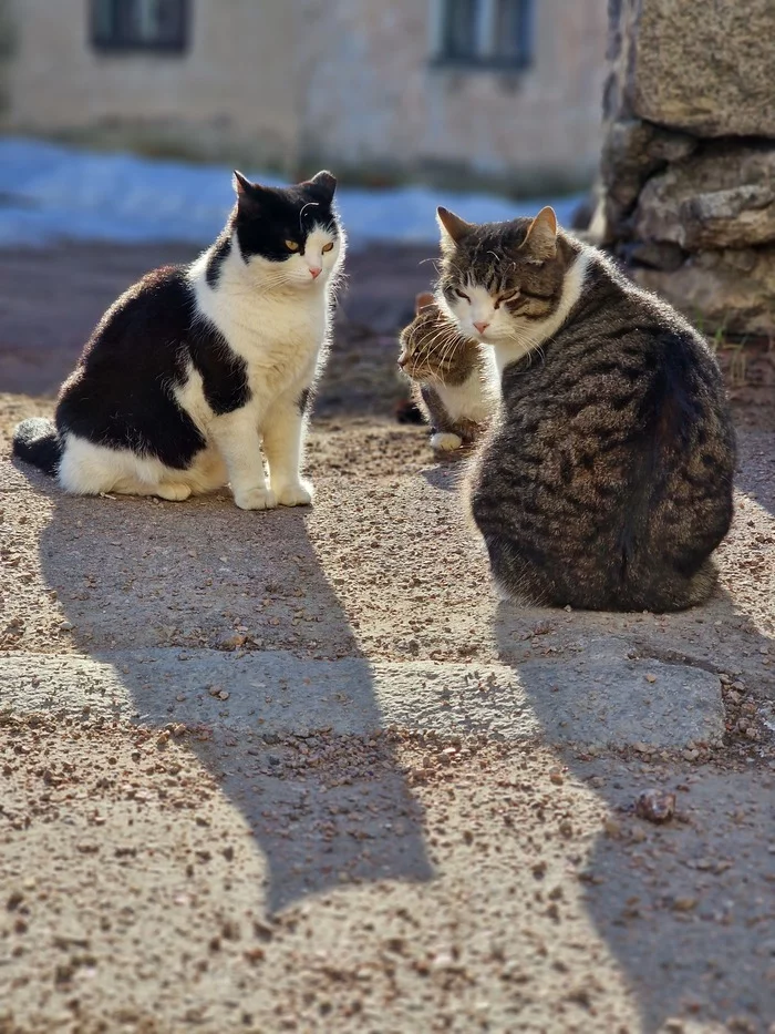 Vyborg cats - cat, Vyborg, 