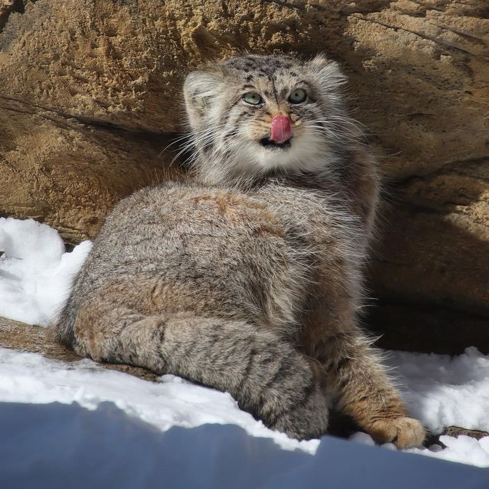 Suspiciously satisfied face... - Pallas' cat, Small cats, Cat family, Wild animals, Predatory animals, Pet the cat, Rare view, Red Book, Fluffy, Zoo, Japan, 