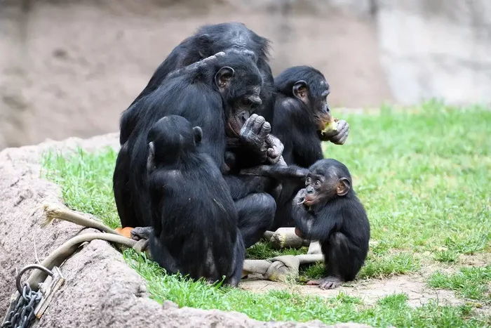 Bonobos experience severe stress when siblings appear. - Bonobo, Chimpanzee, Monkey, Wild animals, Research, Interesting, Stress, National park, Congo, Informative, Rare view, Extinct species, The national geographic