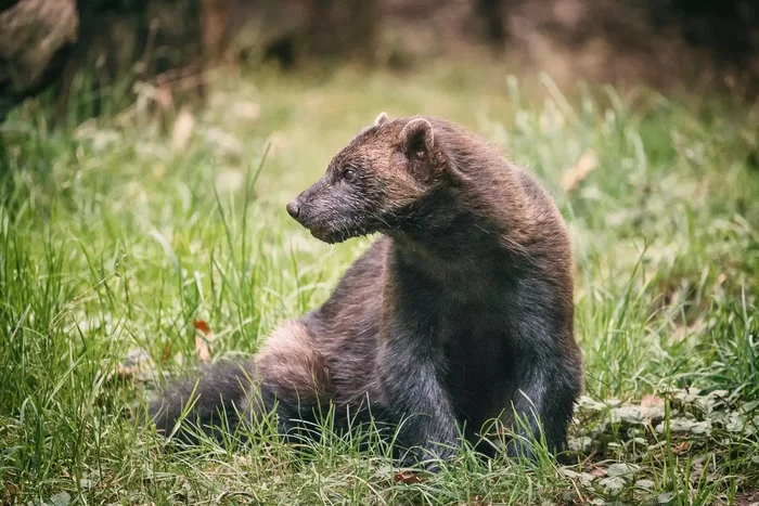A population census was held in the Baikal Reserve - Wild animals, Reserves and sanctuaries, Wolverines, Ermine, Cunyi, Predatory animals, Reindeer, The national geographic, Baikal, Protection of Nature, Animal protection, Species conservation, Positive, Interesting, wildlife, Video, Longpost