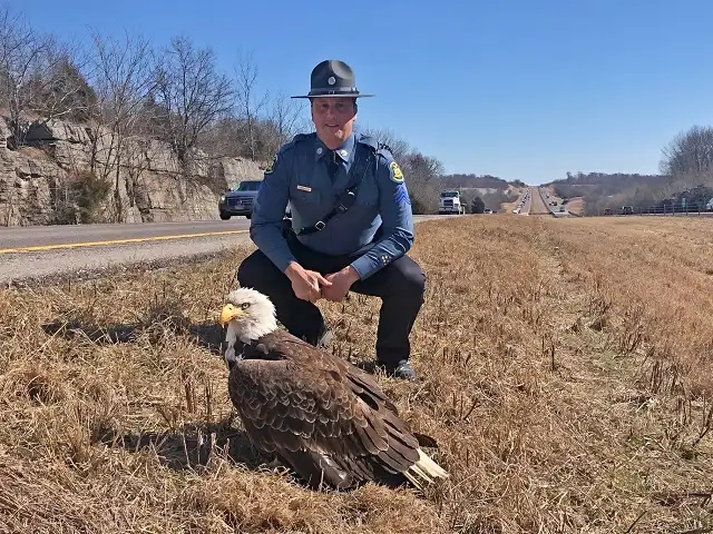 In Missouri, a bald eagle was hit by a car - Bald eagle, Predator birds, Wild animals, Animal Rescue, Missouri, USA, Helping animals, Police, Hawks, 