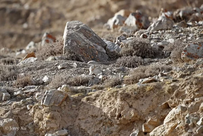 Find (and stroke) the pallas - Pallas' cat, Small cats, 