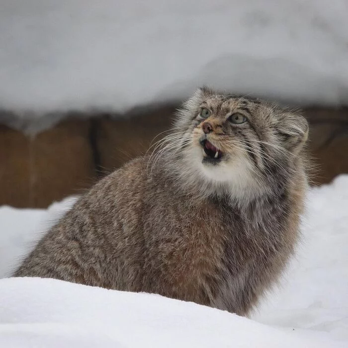 I'll sing right now ... - Pallas' cat, Small cats, Cat family, Wild animals, Predatory animals, Pet the cat, Rare view, Red Book, Fluffy, Zoo, Japan, 