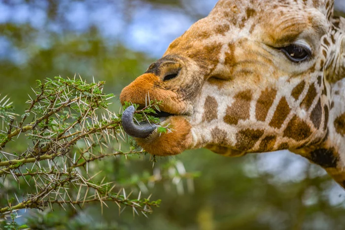 Rothschild's Giraffe - Giraffe, Artiodactyls, Wild animals, wildlife, National park, Africa, The photo, Rare view, Language, 