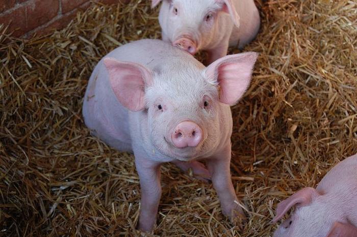 Scientists have deciphered the emotions of pigs by their grunts - news, Artificial Intelligence, Pig, Grunts, Research