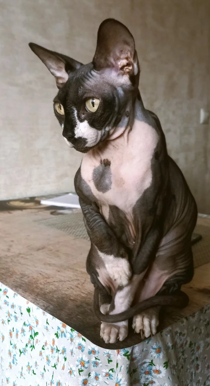 Bun. Very good cat. Canadian Sphynx - My, cat, Canadian sphinx