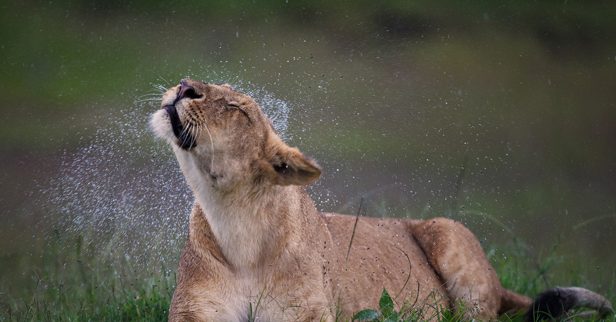 Lioness in the rain. Львица бежит. Львица бежит фото. Львица под дождем фото. Фото на заставку телефона Бегущая львица.