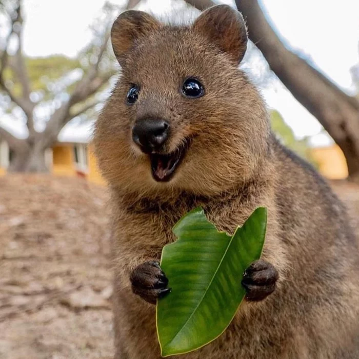 Quokka - Quokka, Animals