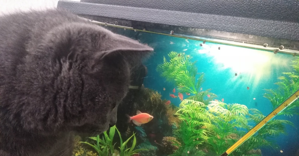 Аквариум для кота внутри. Кот и аквариум. Котенок и аквариум. Рыбки успокаивают. Кот с АК.