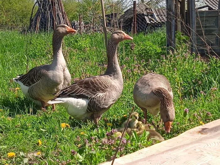 Where do geese come from? - , My, Positive, Milota, Гусь, Longpost, Сельское хозяйство, Village