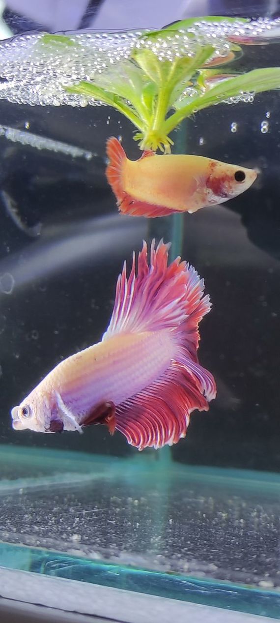 Betta Rooster Halfmoon Peony Spawn - My, Humor, Aquarium, Aquarium, Aquarium fish, Betta splendens, Cockerel fish, Breeding, Longpost, 