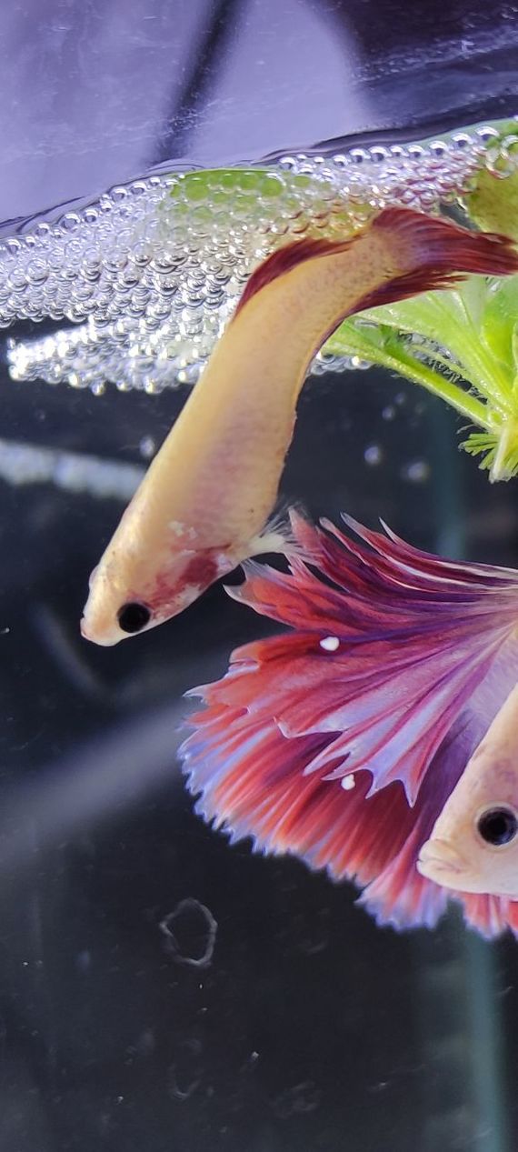 Betta Rooster Halfmoon Peony Spawn - My, Humor, Aquarium, Aquarium, Aquarium fish, Betta splendens, Cockerel fish, Breeding, Longpost, 