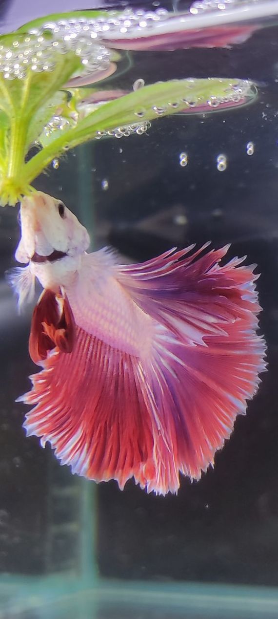 Betta Rooster Halfmoon Peony Spawn - My, Humor, Aquarium, Aquarium, Aquarium fish, Betta splendens, Cockerel fish, Breeding, Longpost, 