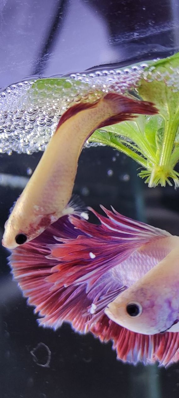 Betta Rooster Halfmoon Peony Spawn - My, Humor, Aquarium, Aquarium, Aquarium fish, Betta splendens, Cockerel fish, Breeding, Longpost, 