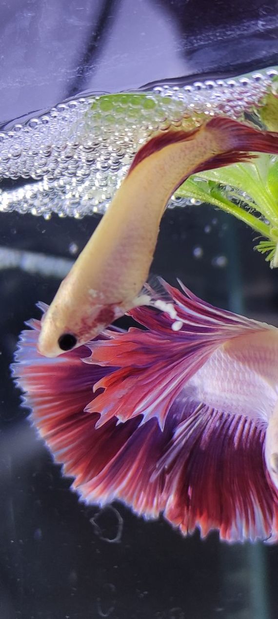 Betta Rooster Halfmoon Peony Spawn - My, Humor, Aquarium, Aquarium, Aquarium fish, Betta splendens, Cockerel fish, Breeding, Longpost, 